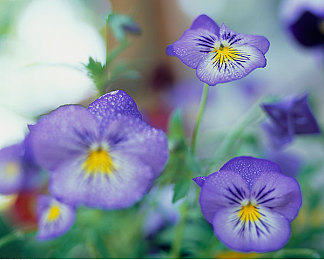 三级黄色软件：霓虹涂装下的速度艺术，街头美学与极限竞速的融合乐章-2