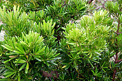 黄色软件APP3.03：霓虹都市的疾驰与温情，出租车司机的未来穿梭记-3