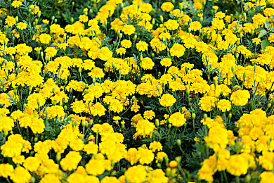 美女打扑克又痛又叫免费软件：策略卡牌驾驭极速狂飙，创新融合重塑竞速体验-3