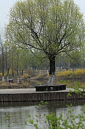 八重神子被丘丘人抓去繁衍：鸣神大社宫司实战指南，稻妻角色应对魔物围攻解析-3