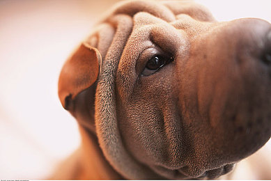 奴役狂虐狂虐狂暴虐狂虐:废土战车终极征服,末日狂飙改写机械统治法则-3