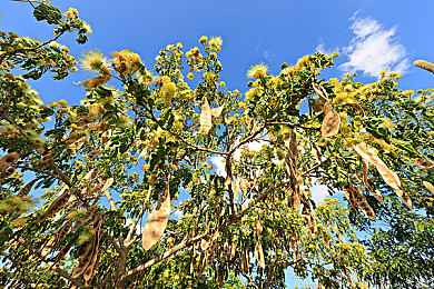 bdSm日本:极速狂飙,征服东京湾,体验真实改装文化-3