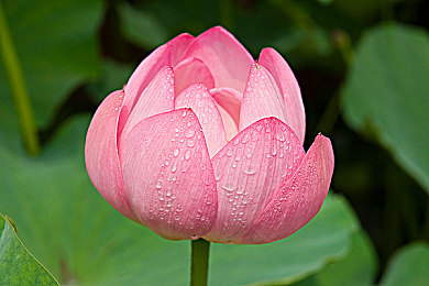 火影18加：疾风传说，查克拉赛道上的极速忍术对决-4