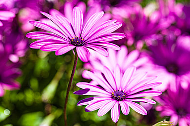 女人与公拘交酡过程：霓虹夜幕下的终极逃脱，女车手与警方的街头博弈