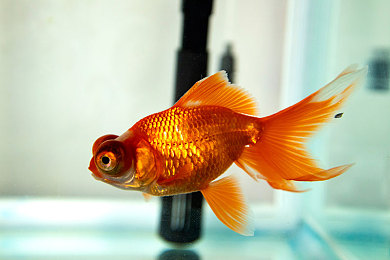 机机和机机手机免费下载：双机联动引爆改装热潮，免费赛车新游颠覆移动竞速体验-3