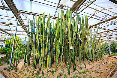 绿帽男找单男3p娇妻：独立游戏《极速三角恋》引爆热议，赛车与情感交织的双重赛道引发玩家深度探讨-3