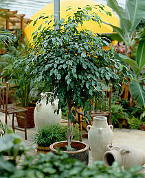 八重神子和丘丘人繁衍后代的视频免费：当巫女遇见部落，玩家解构的虚拟文化奇观-5