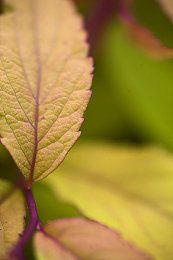 我我色综合：极限竞速地平线5，打造你的专属视觉盛宴-3