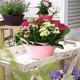 软件免费下载3.0.3：极限竞速地平线，真实驾驶革命，物理引擎全面进化-3