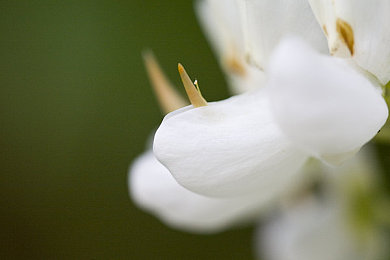外国艳星：霓虹夜幕下的极速传说，光影交织的街头传奇