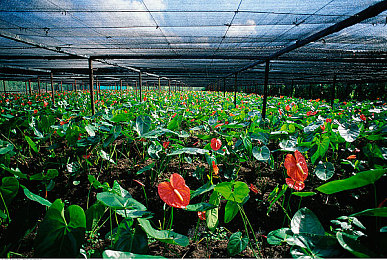 黄色软件3.03.0：极速代码新版本上线，动态引擎与AI系统重塑编程赛车体验-3