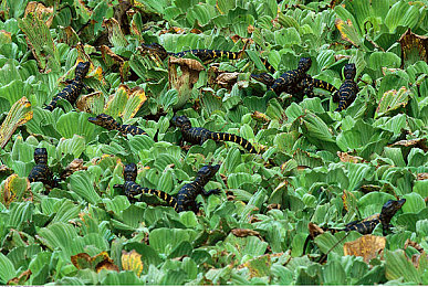 国产传媒AV成人：极速风云领衔，国产赛车游戏以精湛视听与成熟设计打造沉浸驾驶体验