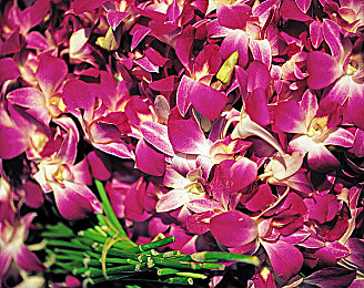 天堂中文在线8a：极速纪元，未来都市竞速传说-3