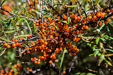 万里长征黑料正能量每日大赛：征服极限地形，硬核越野驾驶与团队协作的终极考验-4