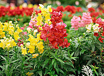 女人与宠物性猛交狂配：《极速伴侣》今日上线，深度改装系统实现人车合一竞速新境界