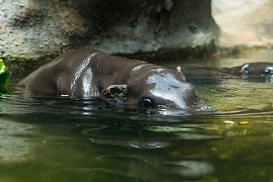 操屄应用:闭环之舞,极限弯道中的精准艺术掌控-4