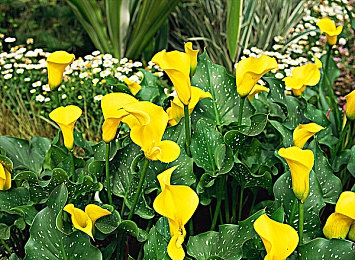 行男女之事的软件：极速羁绊，用情感同步驱动赛车性能的双人竞速游戏-2