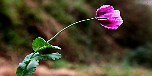 黄色app在线观看:追逐暮光,墨西哥地平线上的金色狂飙之旅-2