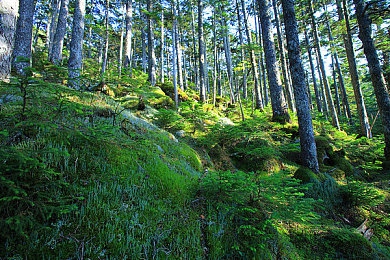 色色网站入口：地平线5隐藏彩蛋揭秘，玩家在车身上绘制趣味二维码引发热议-5