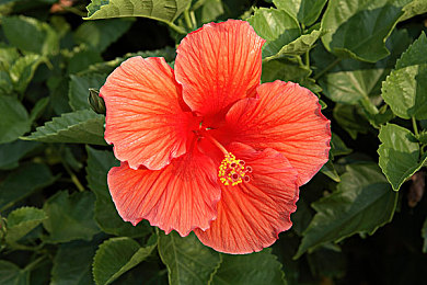 页面访问升级狼友：极速改装，解锁车库，挑战赛道性能巅峰-4