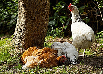 女人被男人操的软件：《赛道征服者》全新DLC上线，性别性能差异引发战术竞速新热潮-5