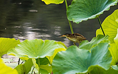 男男被宠物侵犯生殖腔：2077新东京竞速揭秘，共生接口攻防战引爆赛博赛道-3