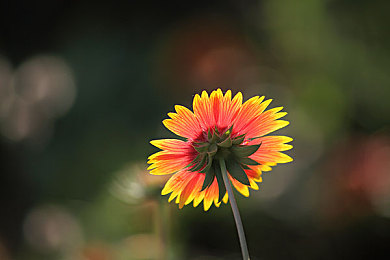 天美麻豆天美传媒AV国产：虚拟偶像竞速新游，沉浸式体验未来赛车盛宴-2