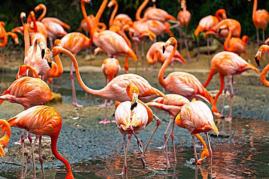 火辣APP福利：霓虹街影，极速狂飙的无限追缉之旅-2