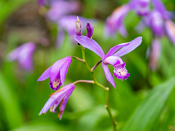 火影忍者成人18：疾风赛道，查克拉竞速，忍者传奇之旅