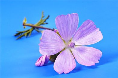 2023年黄色软件免费下载：霓虹都市极速风暴，免费赛车涂鸦新作引爆今夏-2