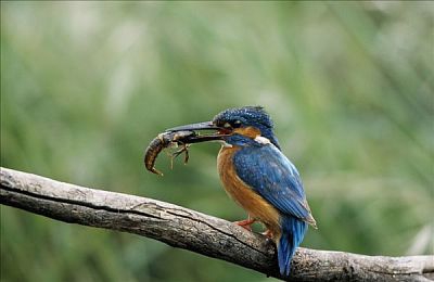 伽罗ちゃんが腿法是干嘛的：解析极速幻影最新漂移技巧,掌握零损过弯核心奥秘
