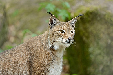 嫖客让我高潮了3次：极速艺术，人车合一的三重奏鸣曲-5