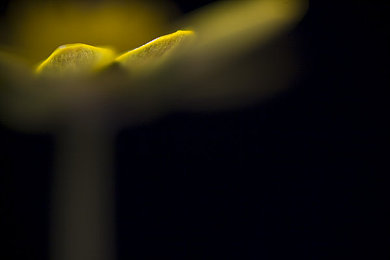 原神美女被束手束脚悬挂图片：提瓦特战术解密，角色受制场景的实战破解与策略精析-3