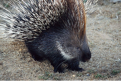 十大黄色软件排行：竞速游戏黄金时代来临，亮黄风暴席卷全球玩家视野