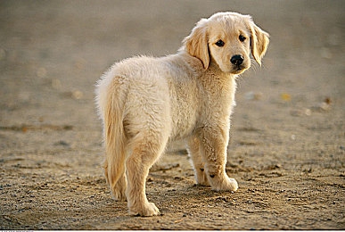 欧美一区亚洲二区：赛车游戏文化竞速风潮，写实与街头风格融合成新趋势-2