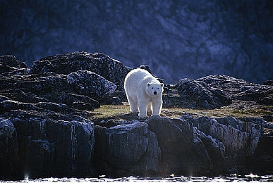 流氓视频APP：当驾驶遭遇数字陷阱，这款游戏让你在方向盘上手忙脚乱