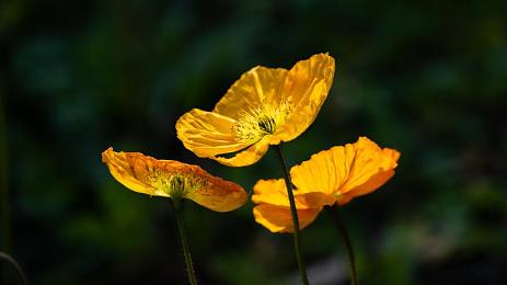 性别 自由 成熟 性成熟 性别 管:引擎轰鸣,改装自我,在极速幻境中驶向你的身份赛道-4