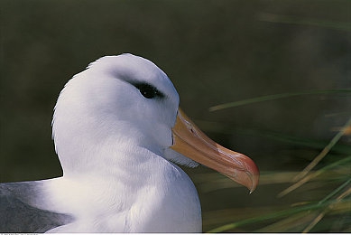 男女差差差很痛app大全：《极速狂飙：性别挑战》今日上线，真实数据打造差异化驾驶体验-4