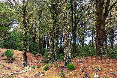 黄软件下载安装3.3.0最新版:街头竞速新版震撼上线,真实物理引擎重塑移动端驾驶体验-2