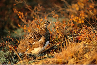 黄色暗网：霓虹深渊狂飙，数据黑市中的致命竞速与生存艺术-3