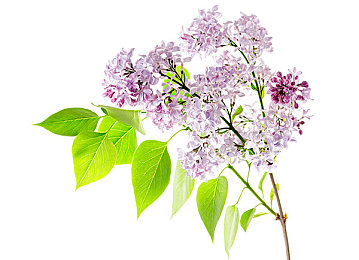 91chigua：极速追踪，镜头下的都市狂飙与真相竞逐-2