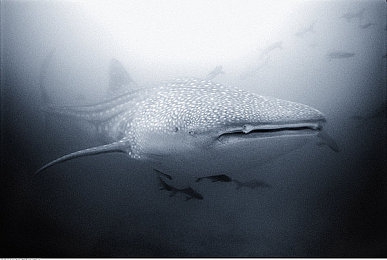 男人的香蕉插进女人的桃子里：《果林竞速》今日上线，水果主题竞速游戏带来全新物理交互体验-2