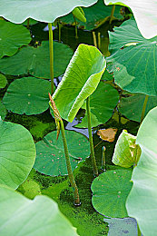 男女交配软件：极速羁绊，双人引擎共谱虚拟竞速情缘