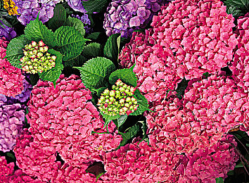 五月丁香花:暮春引擎与虚拟花径的竞速诗篇-2