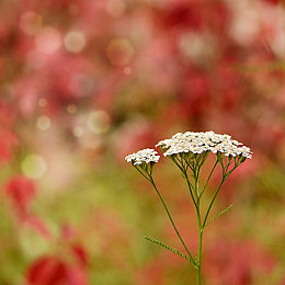 大菠萝福建：当诅咒战车驶入三坊七巷的暗黑赛道