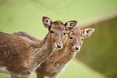 男生插入女生APP：极速赛道交织心动篇章，双重体验开启浪漫竞速之旅-3