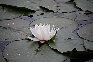 国产乱伦影视：血脉引擎轰鸣，家族赛道上的伦理竞速与传承对决