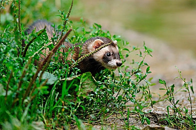 污的app：疾驰画布，不完美的竞速诗篇-3