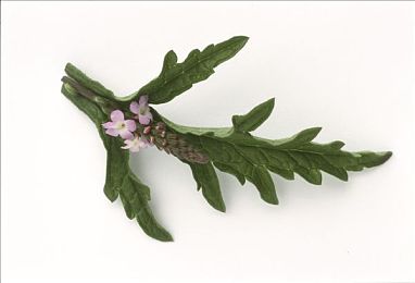 中文1区2区：霓虹都市与迷雾山城的终极竞速对决-5