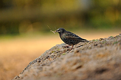 黄色平台:极速幻影,悬浮霓虹的复古竞速之旅-4